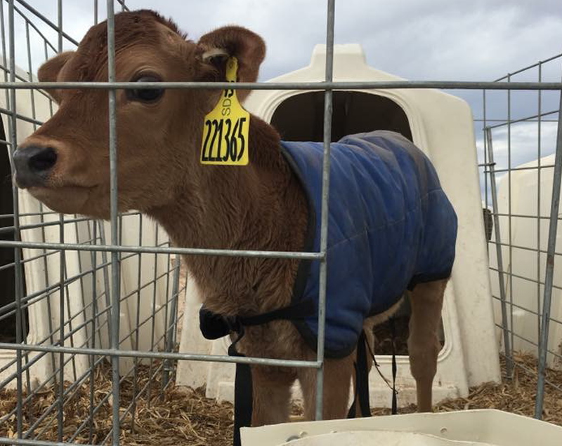 CalfJacket