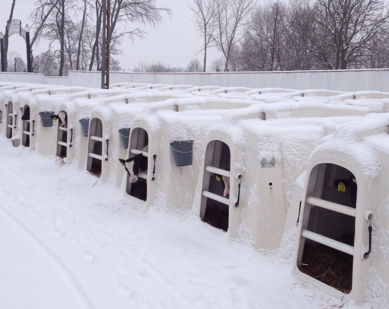 EXLCalfHutchesInSnow
