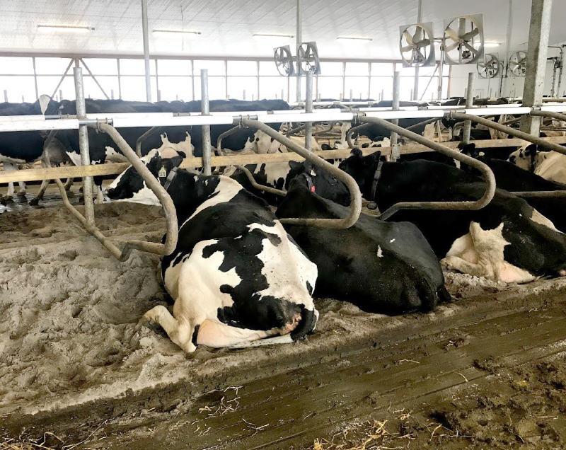 CowsOnMats_IMG_9695