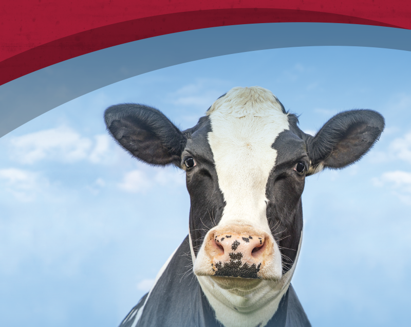 2021_AgriComfortCow